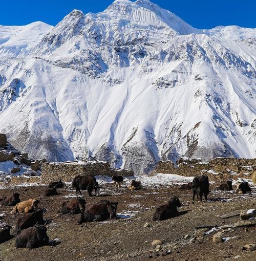 Annapurna Circuit trek